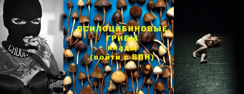 цены наркотик  Кимовск  Псилоцибиновые грибы MAGIC MUSHROOMS 